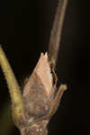 Shagbark hickory